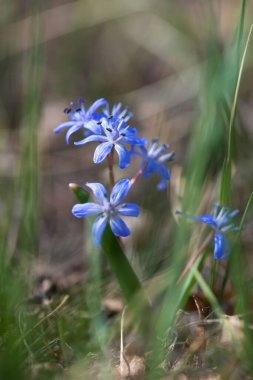 İlkbahar bahçesinde çiçek açan scilla - seçmeli odak, kopyalama alanı