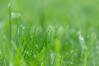 Doğada güzel bir sabah çiyi damlası, seçici bir odak. Yaprakların üzerinde temiz şeffaf su damlaları. Güneş damlalar halinde parlıyor. Yeşil tonda görüntü. Yaz mevsimi doğal arka plan.