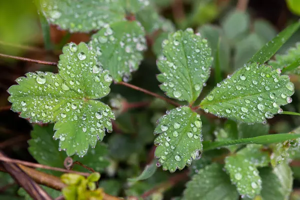 Doğada güzel bir sabah çiyi damlası, seçici bir odak. Yaprakların üzerinde temiz şeffaf su damlaları. Güneş damlalar halinde parlıyor. Yeşil tonda görüntü. Yaz mevsimi doğal arka plan.