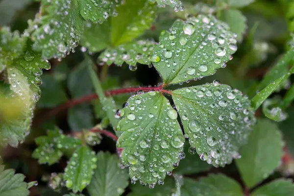 Doğada güzel bir sabah çiyi damlası, seçici bir odak. Yaprakların üzerinde temiz şeffaf su damlaları. Güneş damlalar halinde parlıyor. Yeşil tonda görüntü. Yaz mevsimi doğal arka plan.
