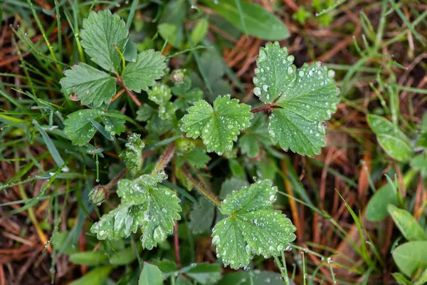 Doğada güzel bir sabah çiyi damlası, seçici bir odak. Yaprakların üzerinde temiz şeffaf su damlaları. Güneş damlalar halinde parlıyor. Yeşil tonda görüntü. Yaz mevsimi doğal arka plan.