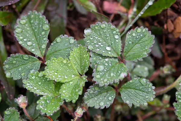 Doğada güzel bir sabah çiyi damlası, seçici bir odak. Yaprakların üzerinde temiz şeffaf su damlaları. Güneş damlalar halinde parlıyor. Yeşil tonda görüntü. Yaz mevsimi doğal arka plan.
