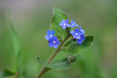 Yeşil arkaplanda küçük bir bahar çiçeği - seçici odak, kopyalama alanı.