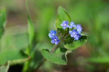 Yeşil arkaplanda küçük bir bahar çiçeği - seçici odak, kopyalama alanı.