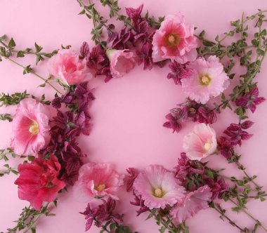Salvia Horminum ve Hollyhock çiçekleri pembe arka planda. Bahçe çiçekleri Pembe Yıllık Adaçayı ve Alcea pembesi.