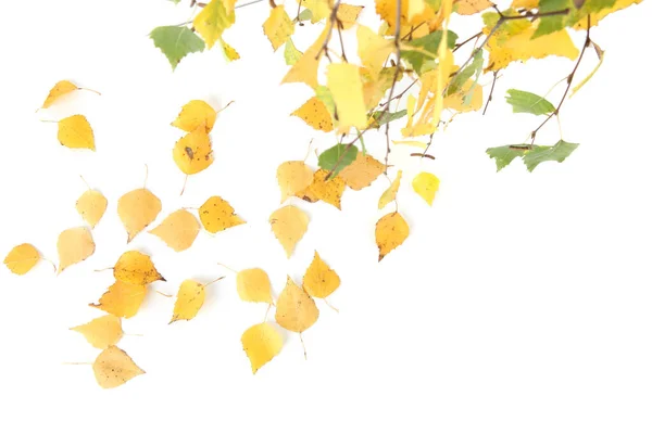 Birch Κλαδιά Δέντρο Και Φύλλα Φθινόπωρο Απομονώνονται Λευκό Φόντο Κλαδιά — Φωτογραφία Αρχείου