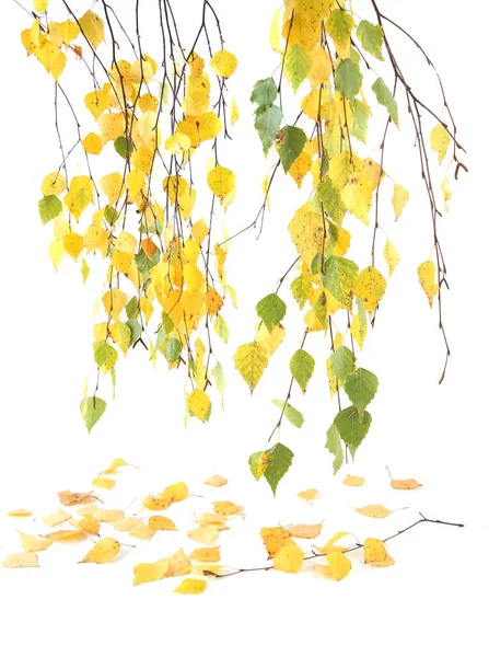 Ветви Березы Осенью Изолированы Белом Фоне Березовые Ветви Желтыми Зелеными — стоковое фото