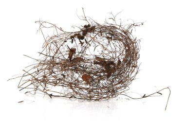 Beyaz arka planda izole edilmiş yabani çayır bitkileri, otlar veya otlar. Kuru tarla bitkileri. Kış deseni ayrıntıları.