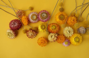 Kurumuş çiçekler, bitmeyen papatyalar ve sarı arka planda kabuklular. Bahçe çiçeklerinin sınırı Xerochrysum bracteatum ve Craspedia globosa.