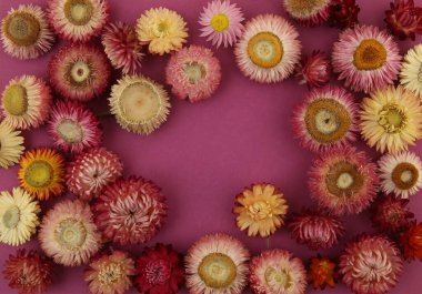 Mor arka planda kurumuş çilek çiçekleri. Renkli bahçe çiçekleri sonsuz papatyalar Xerochrysum braketatum.