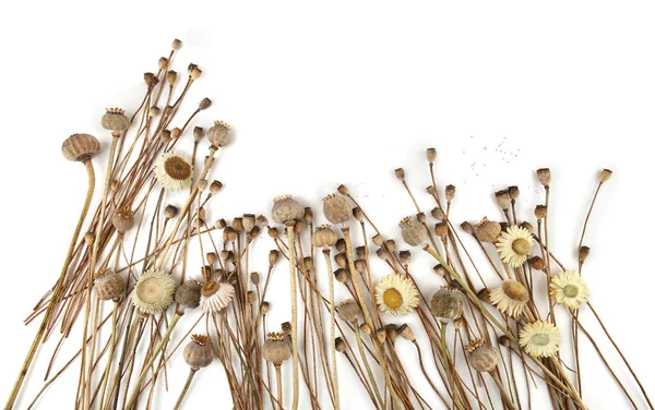 Сушеные Маки Клубные Цветы Выделены Белом Фоне Организация Садовых Цветов Стоковое Фото