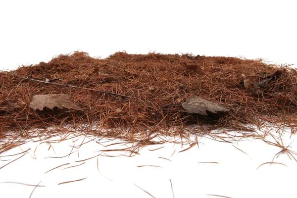 Pile of dry larch needles isolated on white background. Heap of brown coniferous tree needles, copy space.
