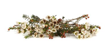 Waxflowers isolated on white background. Border of flowers Darwinia uncinata, Chamelaucium uncinatum.