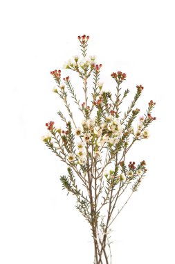 Wax flower isolated on white background. Branch of flower Darwinia uncinata, Chamelaucium uncinatum.