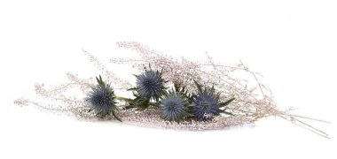 Flowers Mediterranean sea holly and floristic plants isolated on white background. Blue sea holly thistles, Eryngium bourgatii.