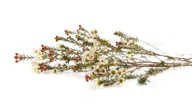 Waxflowers isolated on white background. Branch of flowers Darwinia uncinata, Chamelaucium uncinatum.