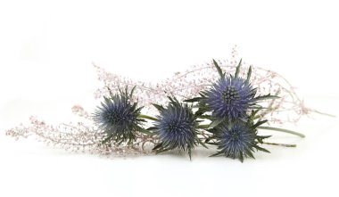 Flowers Mediterranean sea holly and decorative floristic plants isolated on white background. Blue sea holly thistles, Eryngium bourgatii.