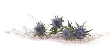 Flowers Mediterranean sea holly and decorative floristic plants isolated on white background. Blue sea holly thistles, Eryngium bourgatii.