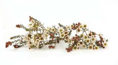 Waxflowers isolated on white background. Border of flowers Darwinia uncinata, Chamelaucium uncinatum.