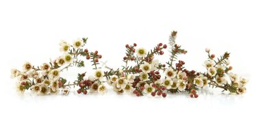 Waxflowers isolated on white background. Branch of flowers Darwinia uncinata, Chamelaucium uncinatum.