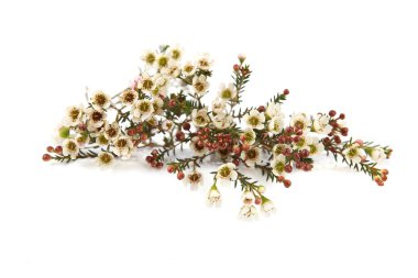 Waxflowers isolated on white background. Border of flowers Darwinia uncinata, Chamelaucium uncinatum.