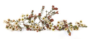 Waxflowers isolated on white background. Border of flowers Darwinia uncinata, Chamelaucium uncinatum.