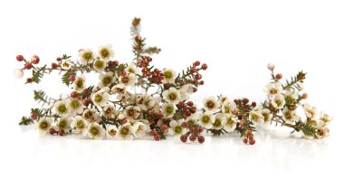 Waxflowers isolated on white background. Branch of flowers Darwinia uncinata, Chamelaucium uncinatum.