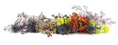Flowers  Mediterranean sea holly, Limonium safora, Peruvian lily, Carnation and Waxflowers isolated on white background. Border of Blue sea holly thistles, Eryngium bourgatii, Darwinia uncinata