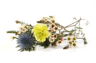 Flowers  Mediterranean sea holly, Carnation and Waxflower isolated on white background. Border of Blue sea holly thistles, Eryngium bourgatii and Darwinia uncinata, Chamelaucium uncinatum.