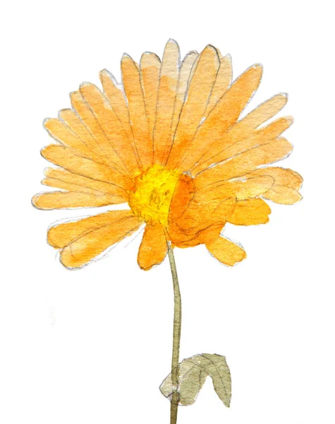 Flori Calendula Izolate Fundal Alb Pictate Manual Acuarelă Creion Desen — Fotografie, imagine de stoc
