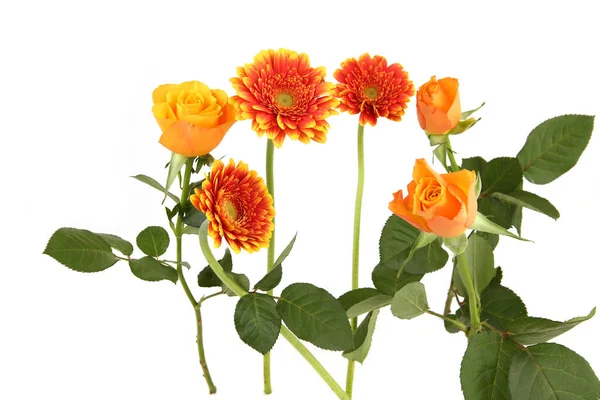 Gerberas Roses Isolated White Background Arrangement Orange Flowers Leaves — Stock Photo, Image