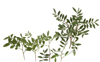 Beyaz arka planda yaprakları olan şam fıstığı dalları. Fıstık ağacının yeşil yaprakları.