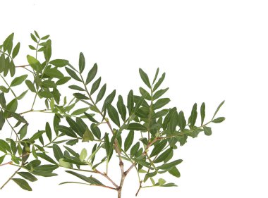 Beyaz arka planda yaprakları olan şam fıstığı dalları. Fıstık ağacının yeşil yaprakları.