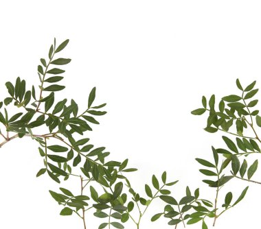 Beyaz arka planda yaprakları olan şam fıstığı dalları. Fıstık ağacının yeşil yaprakları.