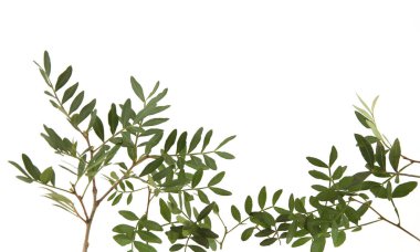 Beyaz arka planda yaprakları olan şam fıstığı dalları. Fıstık ağacının yeşil yaprakları.