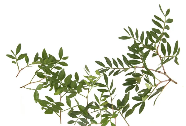 Beyaz arka planda yaprakları olan şam fıstığı dalları. Fıstık ağacının yeşil yaprakları.