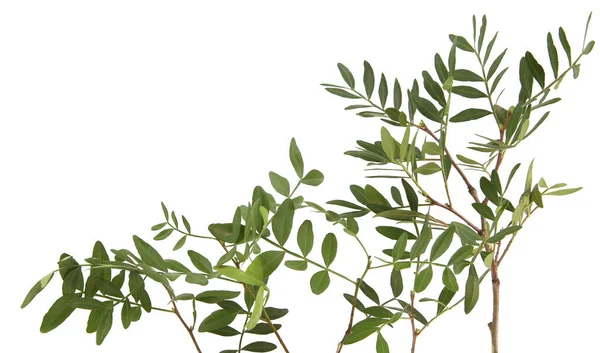 Beyaz arka planda yaprakları olan şam fıstığı dalları. Fıstık ağacının yeşil yaprakları.