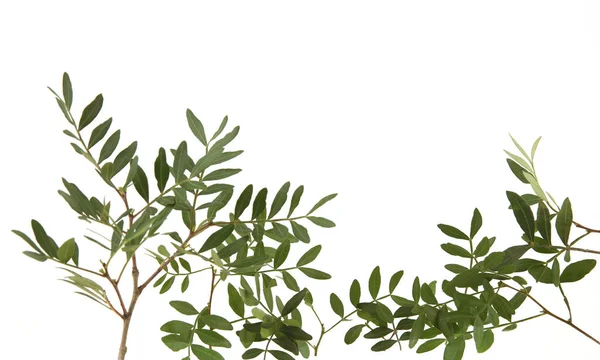 Beyaz arka planda yaprakları olan şam fıstığı dalları. Fıstık ağacının yeşil yaprakları.