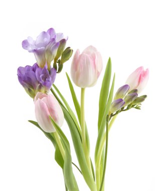 Tulip ve Freesia çiçekleri beyaz arka planda izole edilmiştir. Mor pembe bahar çiçekleri..