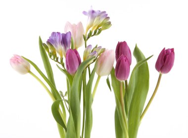 Tulip ve Freesia çiçekleri beyaz arka planda izole edilmiştir. Mor pembe bahar çiçekleri..