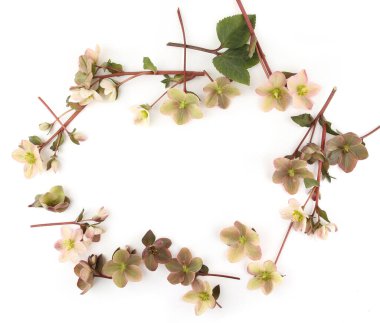 Kar Gülü Hellebore 'un çerçevesi beyaz arka planda izole edilmiş. Hellebore çiçeği, Noel gülü, kışın açık havada açar hava soğuk ve kar yağdığında.