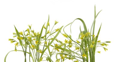 First spring forest flowers Yellow star-of-Bethlehem isolated on white background. Small, yellow wild flowers Gagea lutea on white.