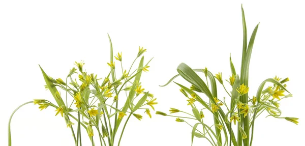 First Spring Forest Flowers Yellow Star Bethlehem Isolated White Background —  Fotos de Stock
