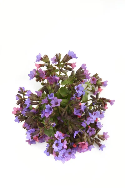 Wild Spring Forest Flowers Lungwort Isolated White Background Small Wildflowers — Stock Photo, Image