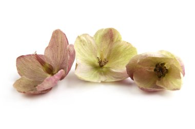 Kar gülü Hellebore beyaz arka planda izole edilmiş. Hellebore çiçeği, Noel gülü, kışın açık havada açar hava soğuk ve kar yağdığında.