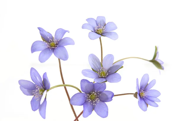 stock image First spring flowers,  Anemone hepatica isolated on white background. Blue violet wild forest flowers liverwort.