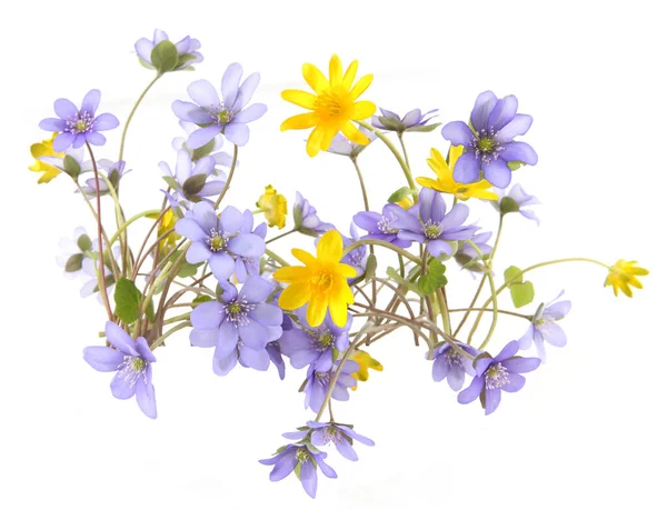 Primera Primavera Flores Anémona Hepática Ficaria Verna Aislada Sobre Fondo —  Fotos de Stock