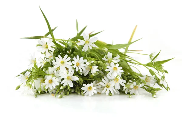 First spring flowers Greater stitchwort isolated on white background. Bunch of wild forest flowers Rabelera holostea.