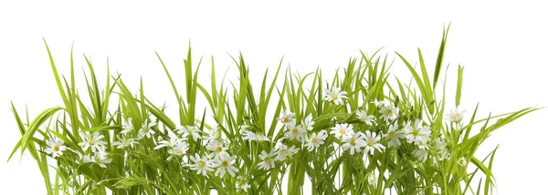 Весняні Квіти Більші Стібкові Ізольовані Білому Тлі Букет Диких Лісових — стокове фото