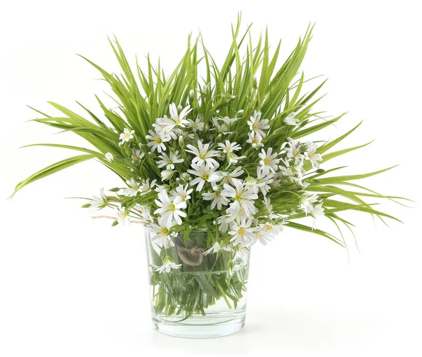 Bouquet of spring flowers Greater stitchwort in vase isolated on white background. Bunch of wild forest flowers Rabelera holostea.